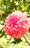 Dahlia flower stamp, Wedding rubber stamp, Flower decoration stamp, Wedding invitation stamp